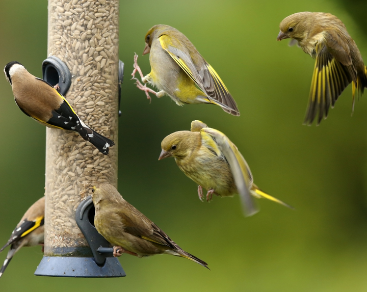 Essential Care Tips for Happy Birds