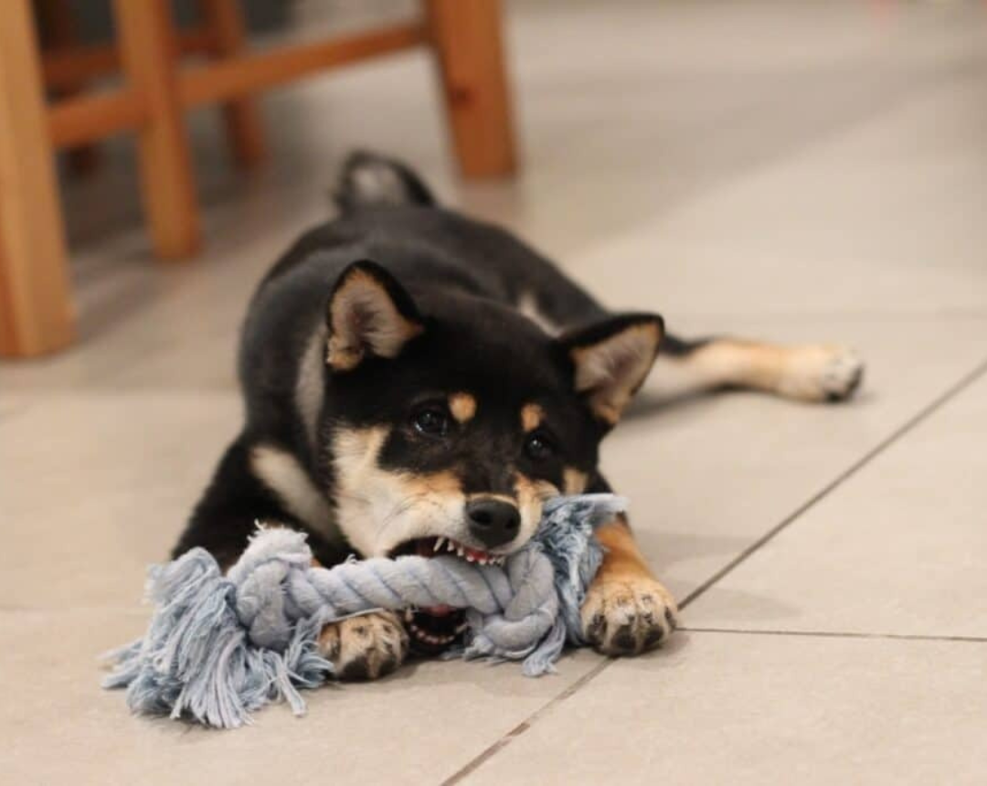 Making Playtime Perfect for Your Dog