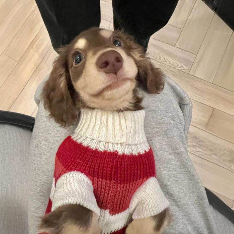 Small Dog Cat Warm Thickened Sweater