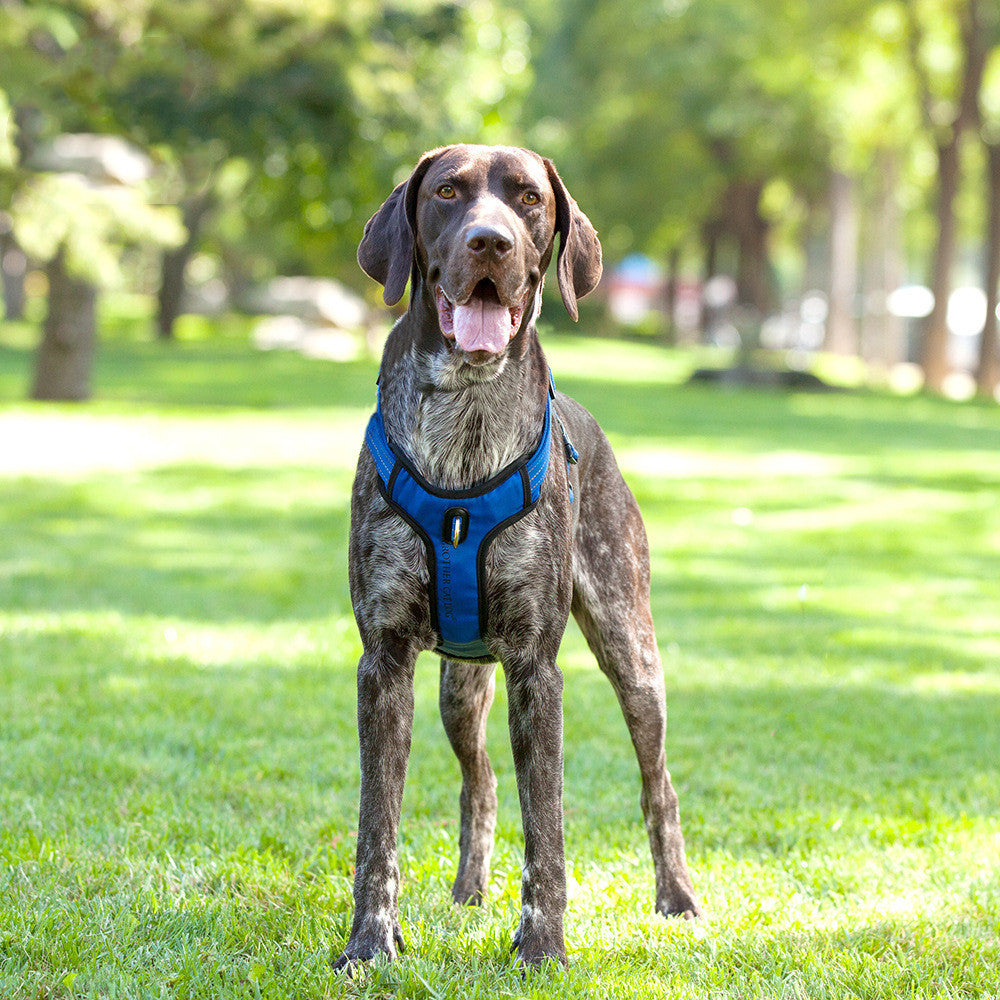 Dog Rope Vest Type Dog Leash Pet Supplies