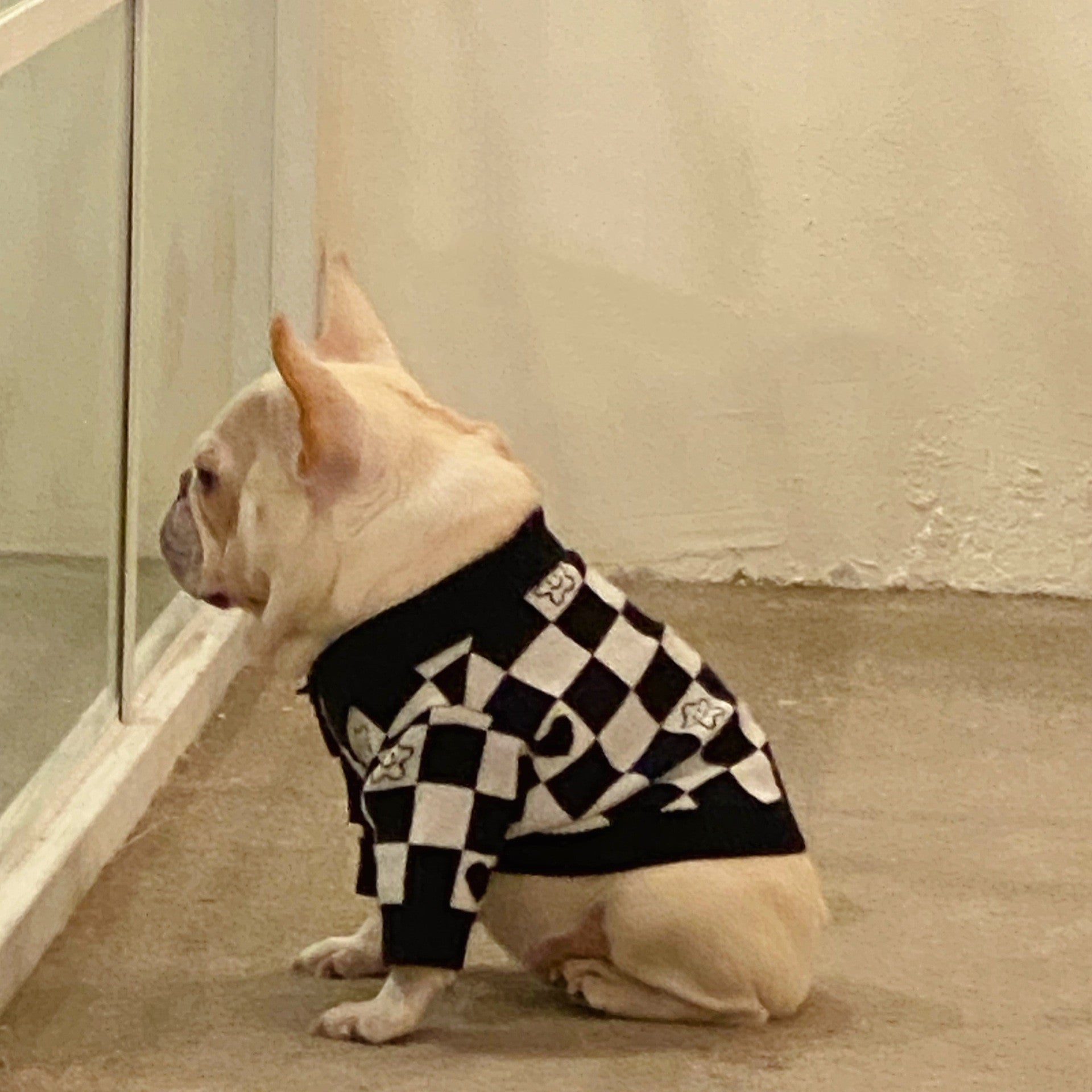 Dog Cat Fighting Schnauzer Kitten Winter Sweater