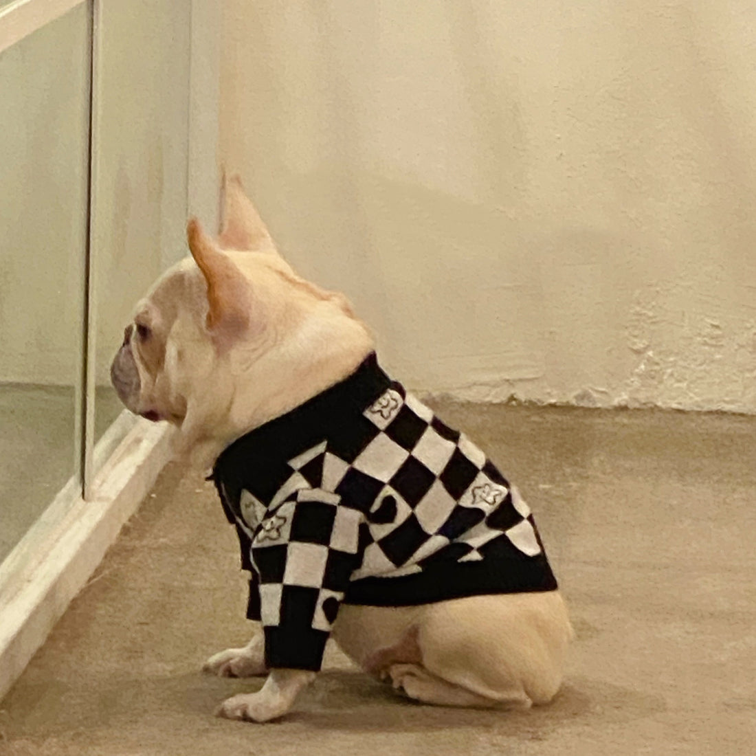 Dog Cat Fighting Schnauzer Kitten Winter Sweater