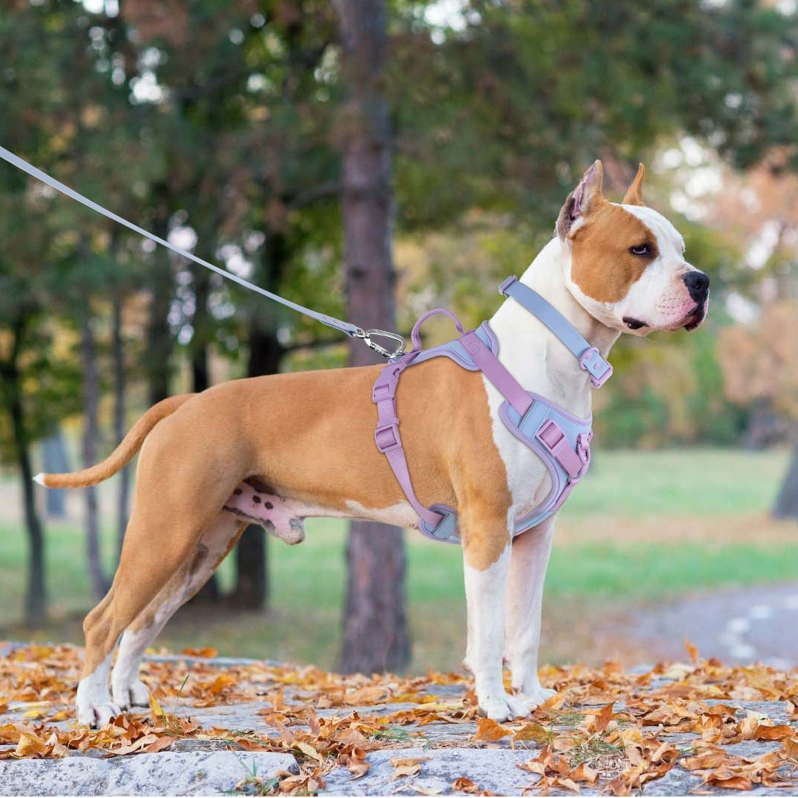 Dog Breast Strap Hand Holding Rope