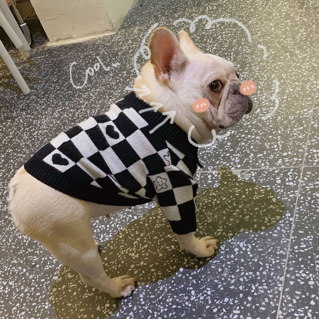 Dog Cat Fighting Schnauzer Kitten Winter Sweater