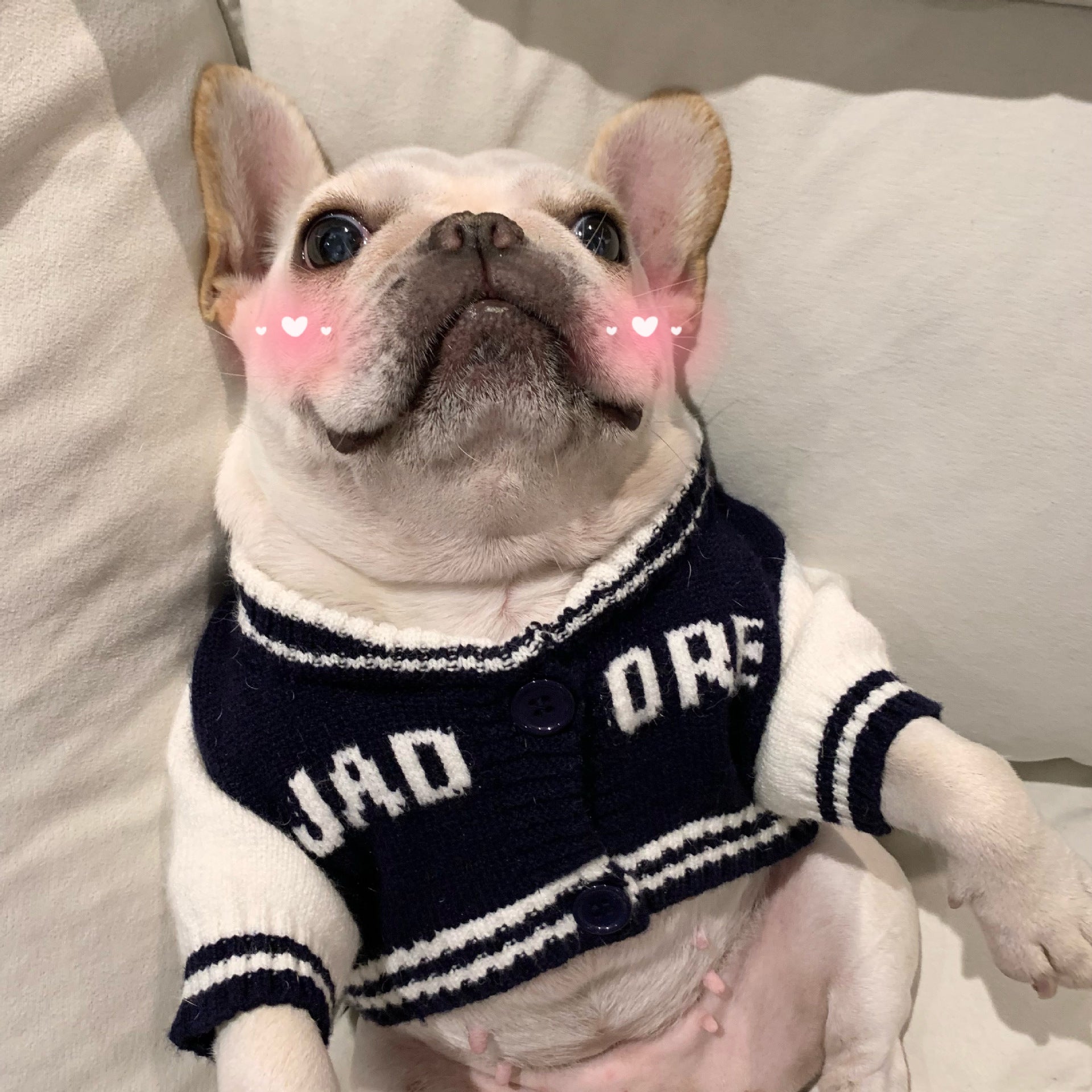 Schnauzer Kitten Rainbow Bear Pet Sweater